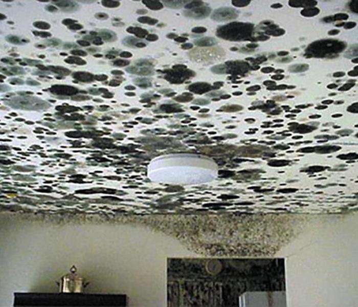 Photo shows dark mold growth splotches on a residential ceiling.